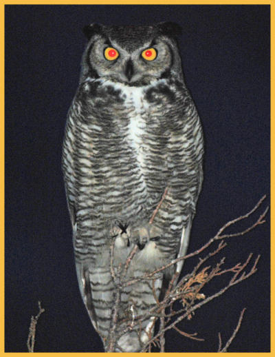 Great Horned Owl-Eldorado area- taken by Bob and Debby O'Dean February 2009 