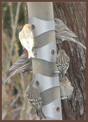 Albino Pine Siskin and House Finches taken by Dave & Marty DeLanoy March 2009