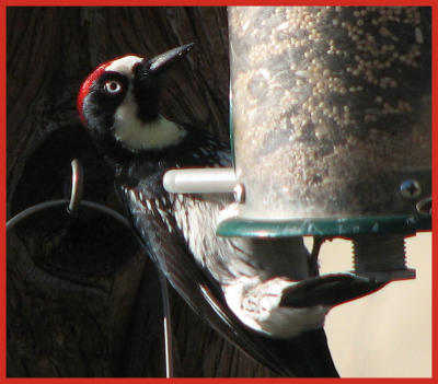 Acorn Woodpecker taken by Dave & Marty DeLanoy March 2009