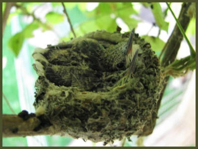 Hummingbird nest with babies taken by Sloan Cunningham