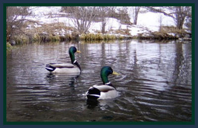 Mallard Ducks taken by Lisabeth Davis February 2009 on her property in Gallinas Canyon