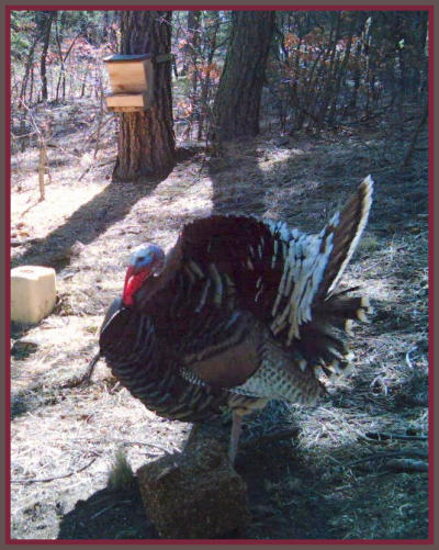 Wild Turkey taken by Lisabeth Davis April 2009 on her property in Gallinas Canyon