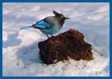 Stellar Jay taken by Lisabeth Davis March 2009 on her property in Gallinas Canyon
