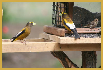 Evening Grosbeaks taken by Lisabeth Davis in May