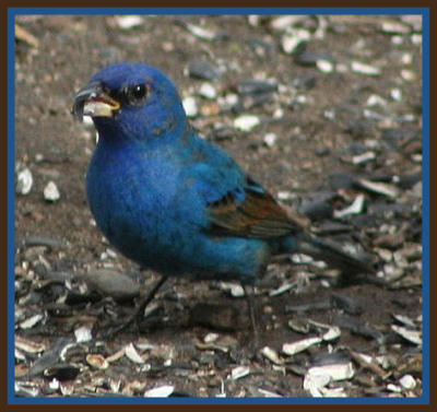 Indigo Bunting taken by Lisabeth Davis May 2009 on her property in Gallinas Canyon