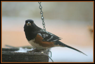 Spotted Towhee taken by Lisabeth Davis February 2009 on her property in Gallinas Canyon