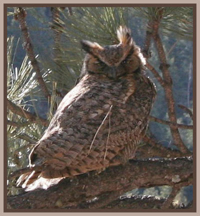 Great Horned Owl taken by Lisabeth Davis February 2009 on her property in Gallinas Canyon