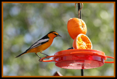 Bulluck's Oriole at feeder taken by Lisa Polk May 2009