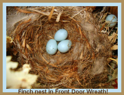 Finch nest on Door Wreath taken by Lisa Polk - April 2009