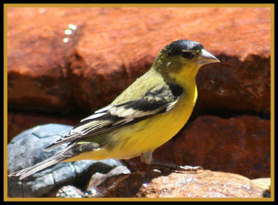 Lesser Goldfinch taken by Lisa Polk April 2009