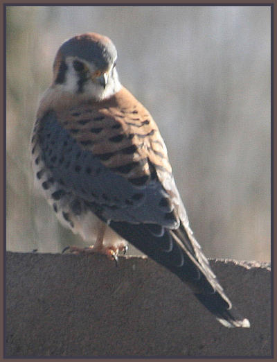 American Kestral taken by Paul Polk - March 2009