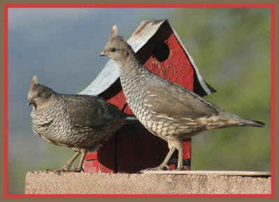 Scaled Quail pair taken by Lisa Polk - May 2009