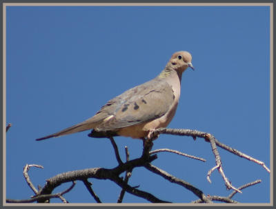 Mourning Dove taken by Lisa Polk - March 2009