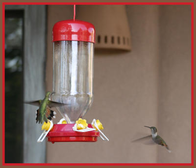 Hummingbirds taken by Lisa Polk - May 2009