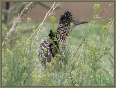 Road Runner taken by Sue Garfitt in May