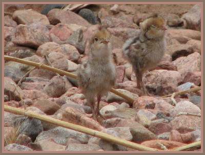 Baby Scaled Quails taken by Sue Garfitt in June