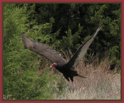 Turkey Vulture taken by Sue Garfitt in June