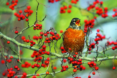 Robin feasting on berries! Robin feasting on berries!