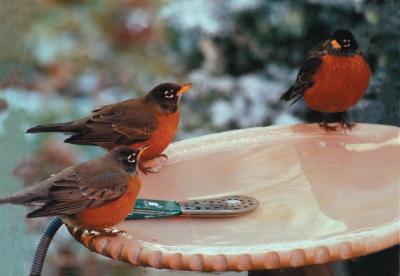 Robins enjoying a HEATED birdbath! Robins enjoying a HEATED birdbath!