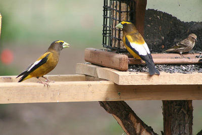 Evening Grosbeak - Taken by Lisabeth Davis - our customer - here in Santa Fe area. Evening Grosbeak - Taken by Lisabeth Davis - our customer - here in Santa Fe area.