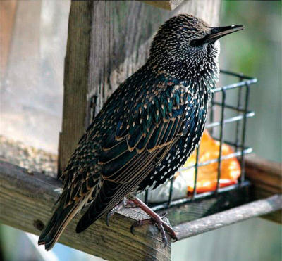 Juvenile European Starling Juvenile European Starling
