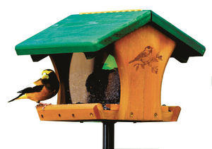 Evening Grosbeaks enjoying seed from on of our recycled milk jug feeders Evening Grosbeaks enjoying seed from on of our recycled milk jug feeders