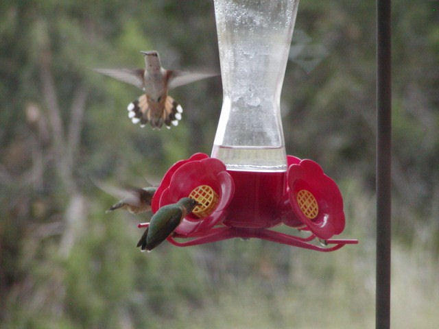 Happy Hummers by Betsy Walker at her Santa Fe Home July 2011 Happy Hummers by Betsy Walker at her Santa Fe Home July 2011