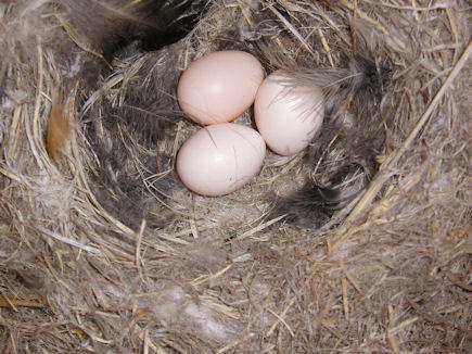 Say's Phoebe nest by Michele & Don Johnson of Santa Fe-June 2011 Say's Phoebe nest by Michele & Don Johnson of Santa Fe-June 2011