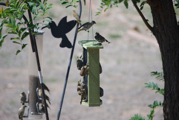 Happy Lesser Goldfinches & House Finches by Dr. Sat Siri K. Khalsa at his home in Espanola,NM Sept 2011 Happy Lesser Goldfinches & House Finches by Dr. Sat Siri K. Khalsa at his home in Espanola,NM Sept 2011