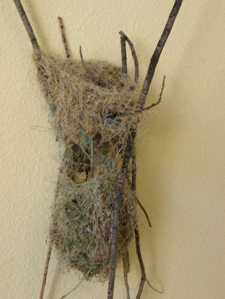 Bullock's Oriole nest-found in an arroyo by Ft. Marcy Park during the end of winter when it broke from its treetop by Janet Rubenstein-June 2011 Bullock's Oriole nest-found in an arroyo by Ft. Marcy Park during the end of winter when it broke from its treetop by Janet Rubenstein-June 2011