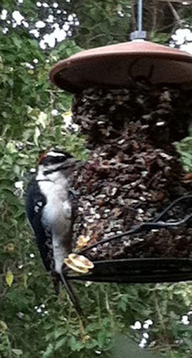 Hairy Woodpecker by John Ruybalid at his home in Santa Fe-Oct 2011