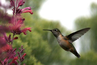 Rufous Hummer by LeAnn Nabors in her yard in Santa Fe