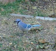 Blue Jay taken by Tom Treece in his yard in the Osage Ave area in Santa Fe - Nov 7, 2011