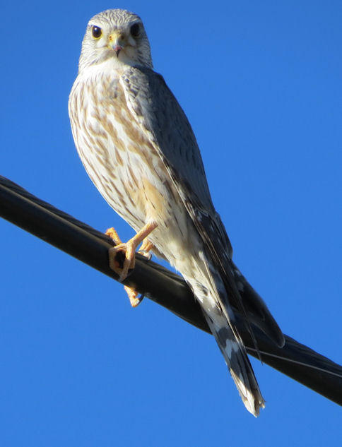 Prairie Merlin taken by Sloan Cunningham Camino Acoma just off East Zia 3-24-12-WR