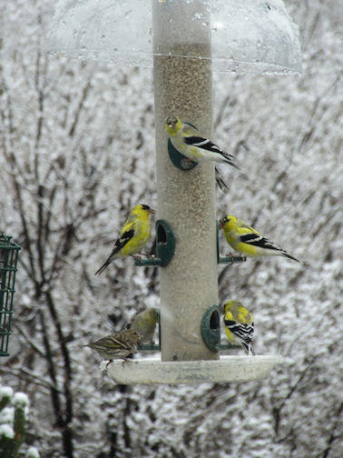 Lesser Goldfinches by Dale Lopez at his Cerro Gordo Area Home on April 2, 2012 - A