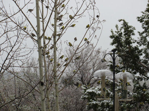 Lesser Goldfinches by Dale Lopez at his Cerro Gordo Area Home on April 2, 2012 - C