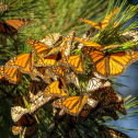 monarchs1
