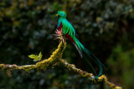 quetzal